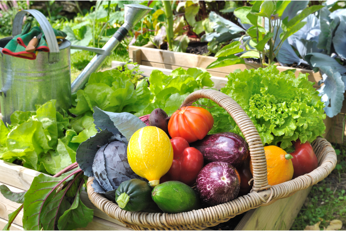 Vegetable gardening tips - image of a basket of fresh veggies with planter pots in the background