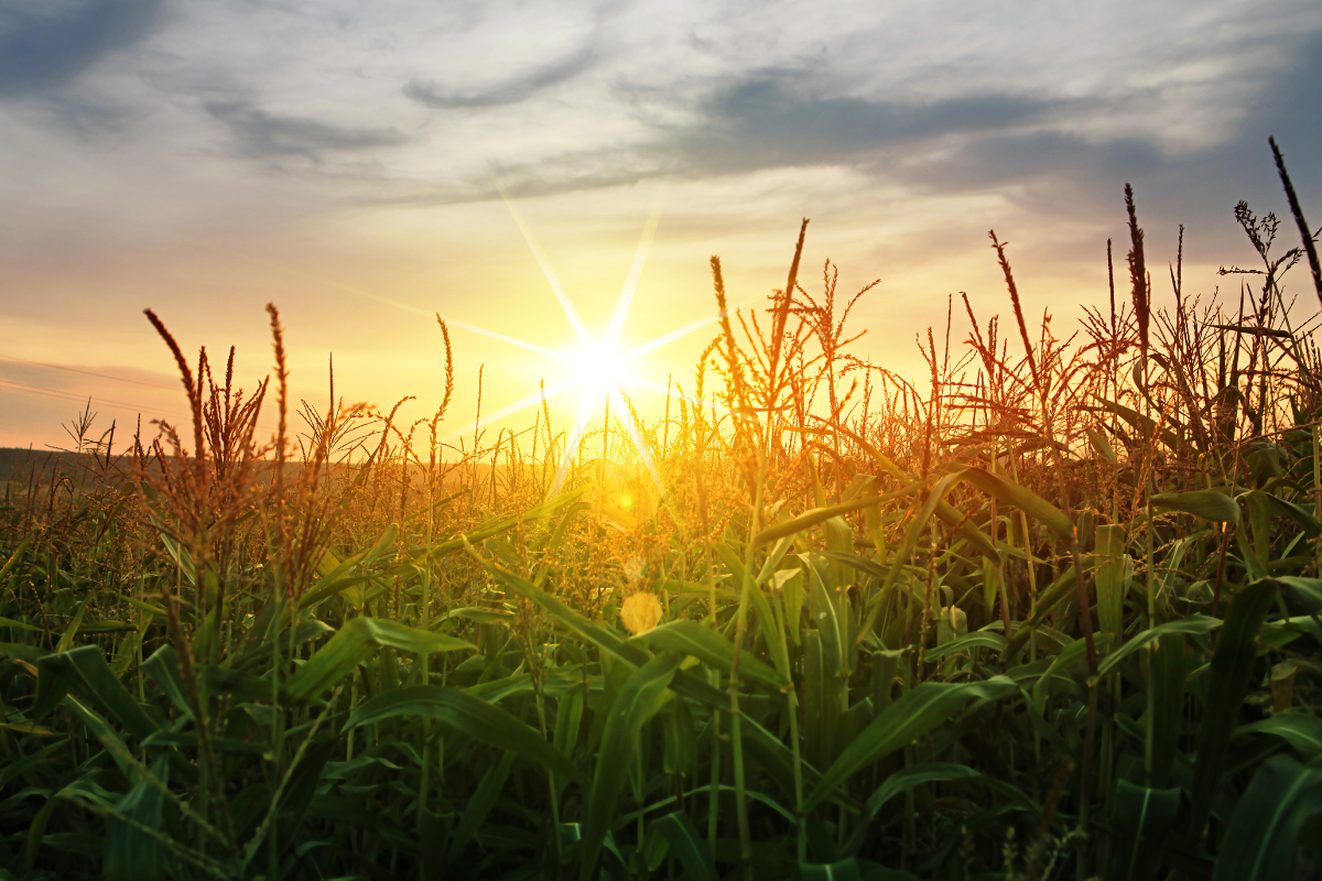 20 Fascinating Facts About Solar Energy You Should Know