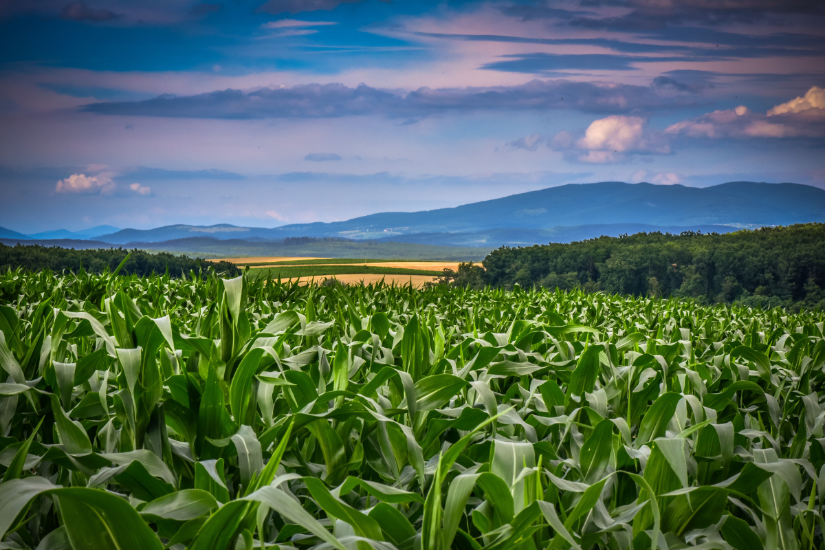 Eco-friendly Agriculture - Stock image of corn crops against blue sky and mountains