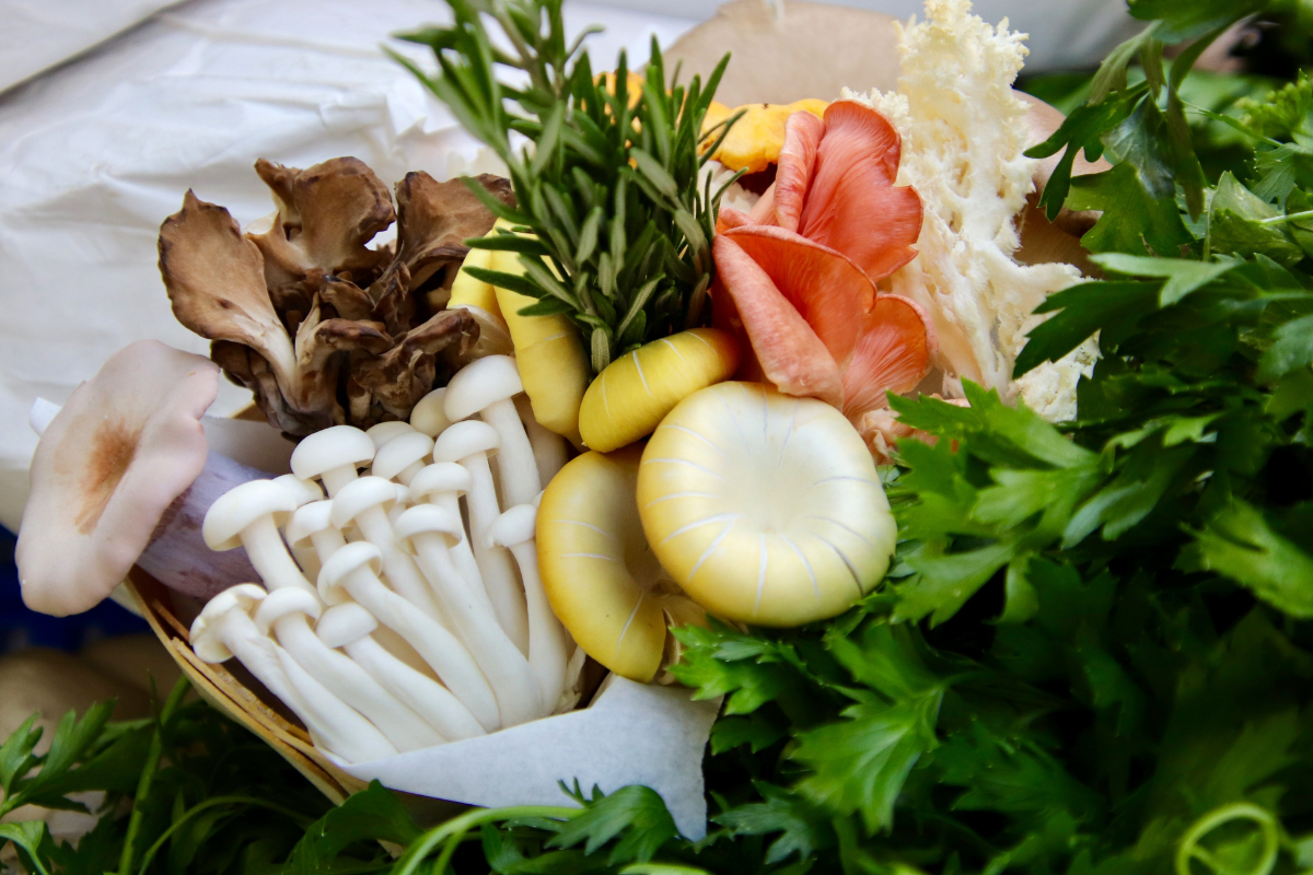 10 Best Edible Gourmet Mushrooms to Use in the Kitchen 2024