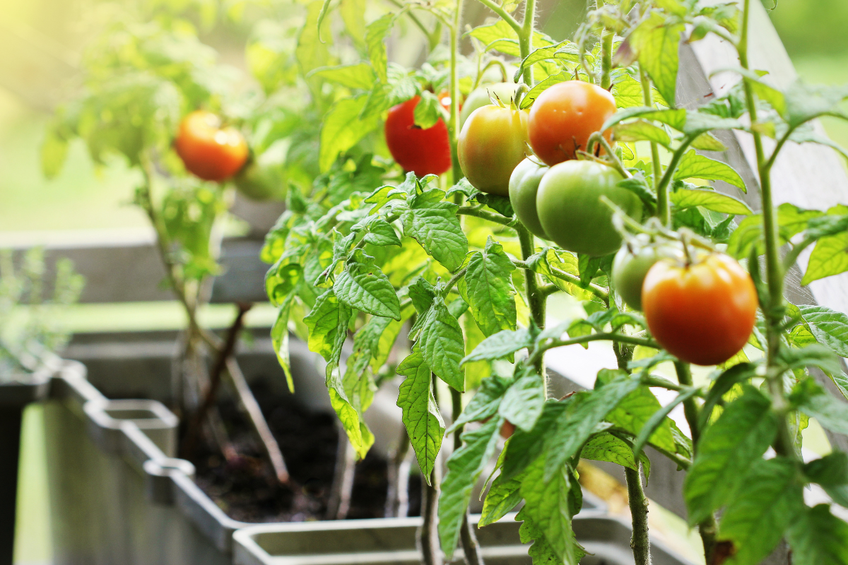 Advantages of Crop Rotation - Tomatoes
