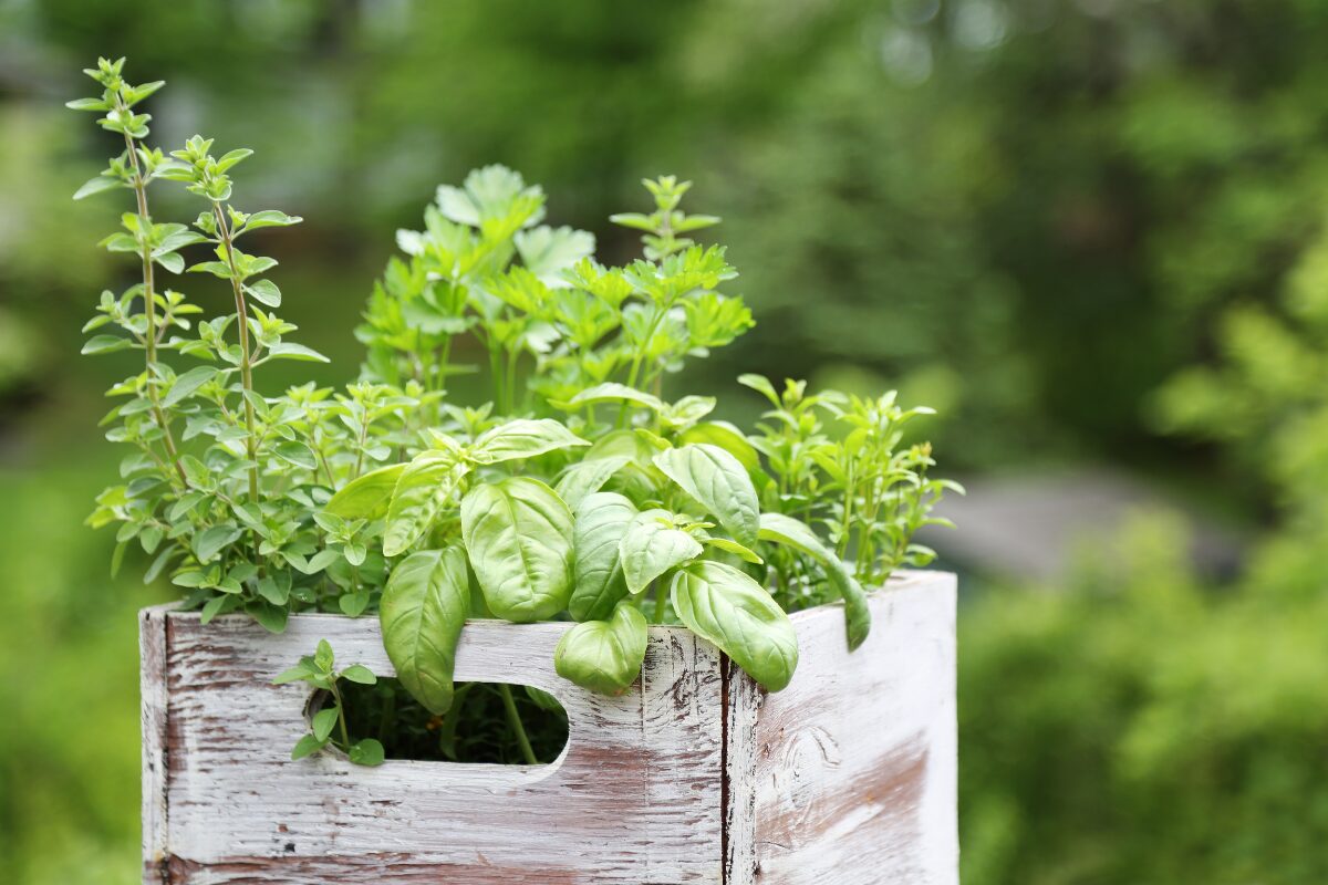Fresh Herbs - feature Image from Canva