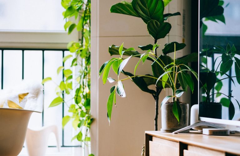 View of Eco-Friendly Office: 18 Easy Ways for a Sustainable Workspace