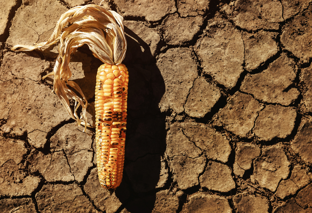 human impact food security